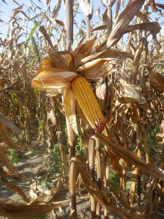 Deň poľa kukurice v AGRO Divízia Selice