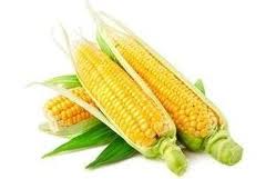 V pestovaní kukurice dosahujeme podpriemerné výsledky